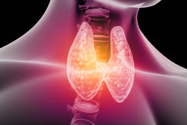 Human thyroid anatomy. 3d illustration